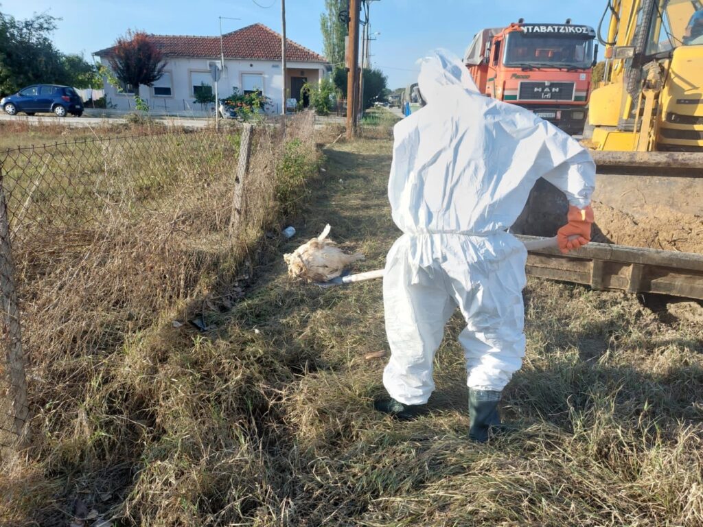 Θεσσαλία: Καρέ – καρέ οι επιχειρήσεις αποκομιδής νεκρών ζώων — Με ειδικές στολές και τήρηση των πρωτοκόλλων τα συνεργεία (φωτογραφίες)