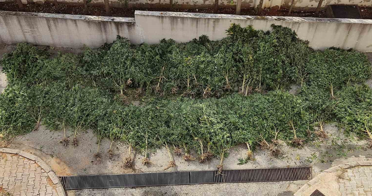 Κιλκίς: Καλλιεργούσε 66 δενδρύλλια κάνναβης σε χωράφι με καλαμπόκι