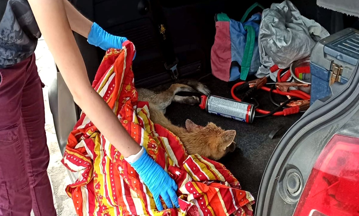 Διάσωση τραυματισμένης αλεπούς σε χαράδρα στο Φίλυρο Θεσσαλονίκης