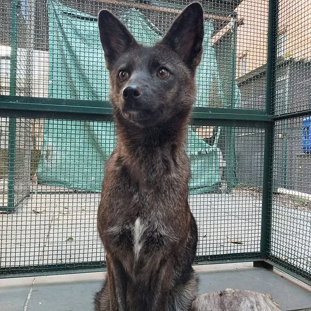 Το πρώτο επιβεβαιωμένο υβρίδιο σκύλου-αλεπούς που ονομάζεται «dogxim» βρέθηκε στη Βραζιλία