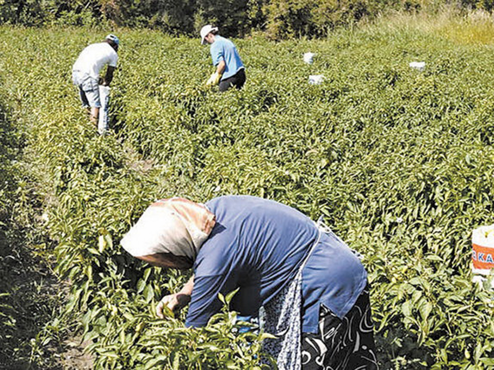 “Καμπανάκι” του Αγροτικού Συλλόγου Φιλιατρών για την έλλειψη εργατών γης