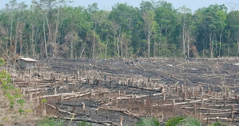 Βραζιλία: Μειώθηκε κατά 66% η αποψίλωση του τροπικού δάσους του Αμαζονίου τον Αύγουστο