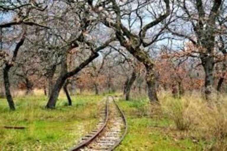 Υψηλός κίνδυνος πυρκαγιάς στην Μαγνησία