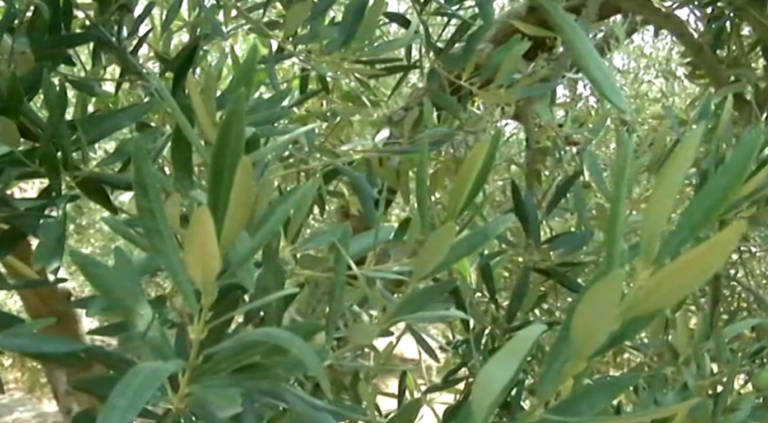 Χωρίς καρπό τα ελαιόδενδρα σχεδόν σε όλη τη χώρα