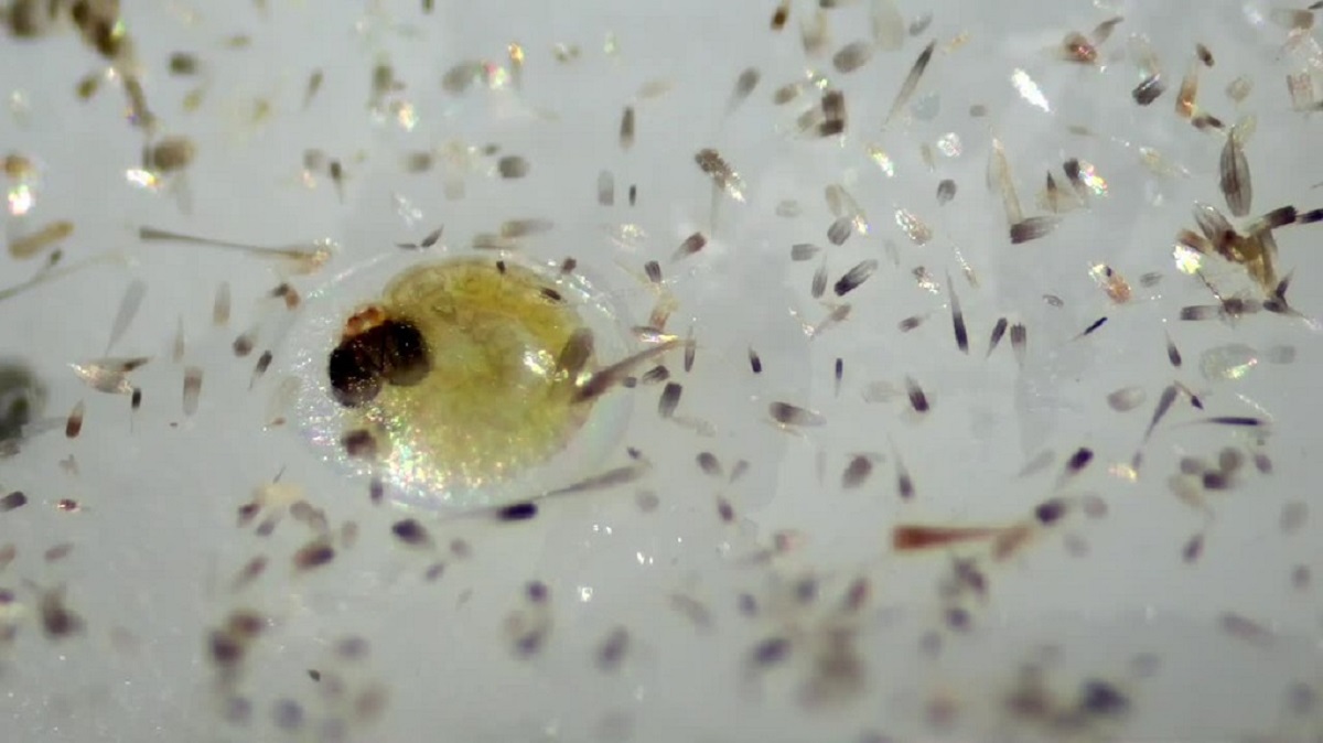 entomologi