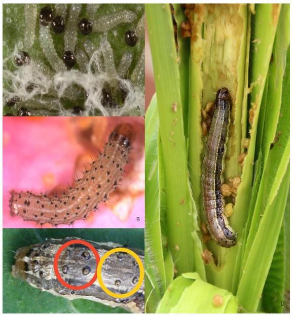 Ηράκλειο: “Συναγερμός” για την εμφάνιση του επιβλαβούς οργανισμού καραντίνας Spodoptera frugiperda σε καλλιέργειες