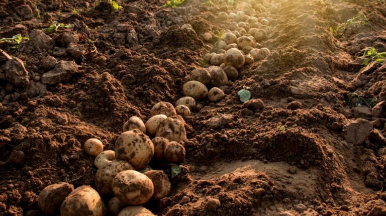 Kατοχύρωση πατάτας Χρυσοβίτσας ως προϊόν Ένδειξης