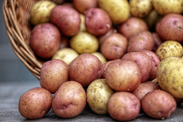 Επιστήμονες αναπτύσσουν πατάτα ανθεκτική στην κλιματική αλλαγή