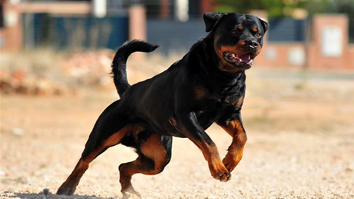 rottweiler-attact-0