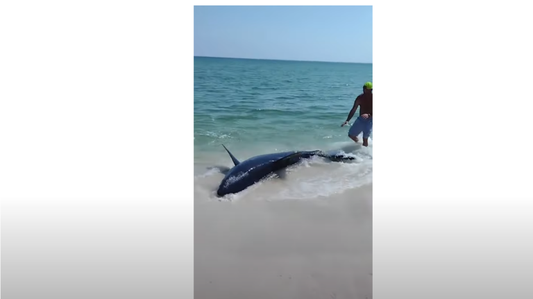 Φλόριντα: Καρχαρίας ξεβράστηκε σε παραλία – Βίντεο με την διάσωσή του