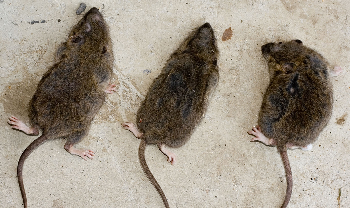 Как отличить мышь. Черная Земляная крыса. Мышь и крыса. Дикая мышь. Мышки и крыски различия.