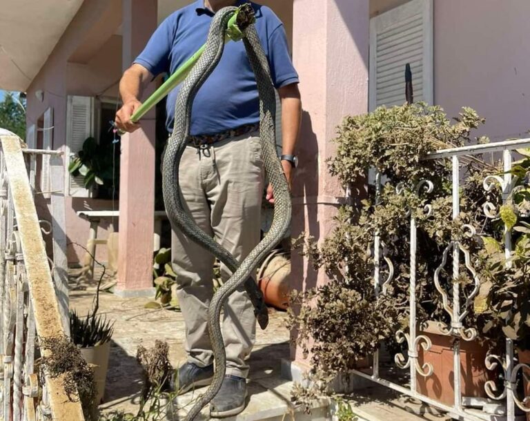 Κακοκαιρία Daniel: Φίδι 2,5 μέτρων βγήκε μέσα από τα νερά στον Παλαμά