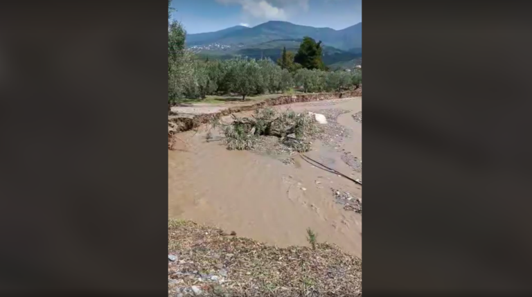 Βόλος: Ο Βρύχωνας “βρυχάται” και “καταπίνει” στρέμματα με ελιές (βίντεο)