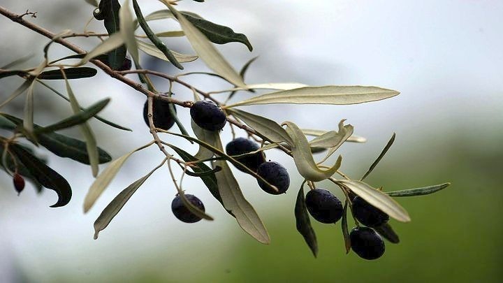 Χωρίς καρπό τα ελαιόδεντρα στη Χαλκιδική