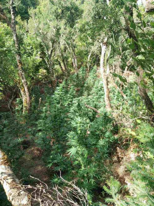 Καλάβρυτα: Βρήκαν φυτεία κάνναβης με 135 δενδρύλλια