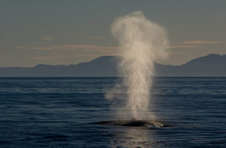 Αυστραλία: Απαγορεύει τις θανατηφόρες υποβρύχιες εκρήξεις για τις φάλαινες