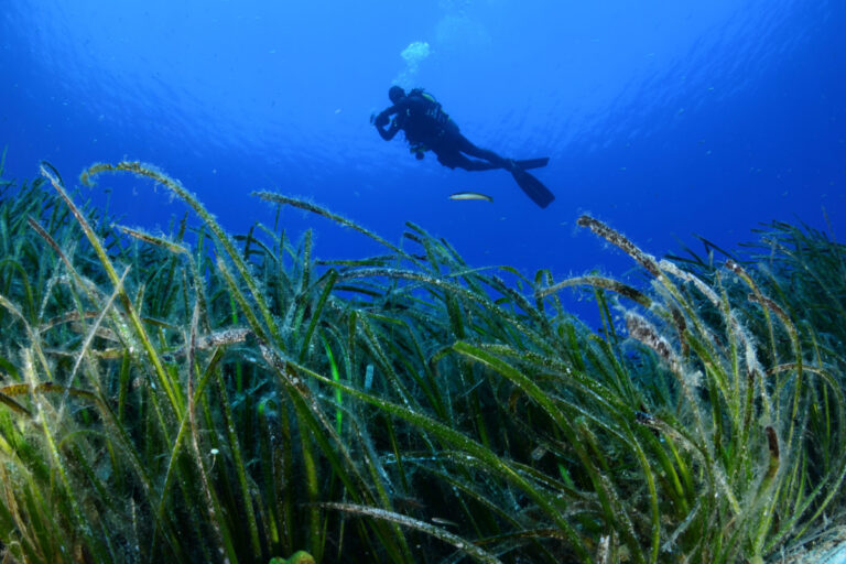 Λιβάδια Ποσειδωνίας (Γιώργος Ρηγούτσος - WWF Ελλάς)