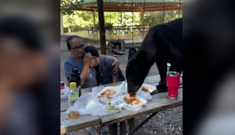 Βίντεο: Πεινασμένη αρκούδα χαλάει οικογενειακό πικνίκ στο Μεξικό