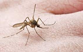 Νωρίτερα από κάθε άλλη φορά ξεκίνησε στην Ανατολική Μακεδονία – Θράκη η καταπολέμηση των κουνουπιών
