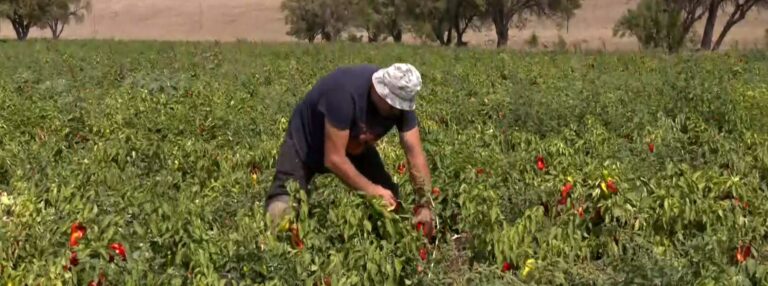 Φλώρινα: Άρχισε η συγκομιδή της τοπικής πιπεριάς