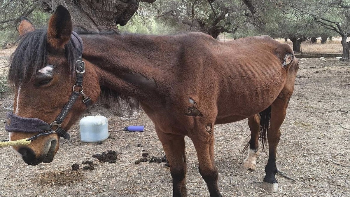 Ρόδος: Συνελήφθη 41χρονος για κακομεταχείριση αλόγου