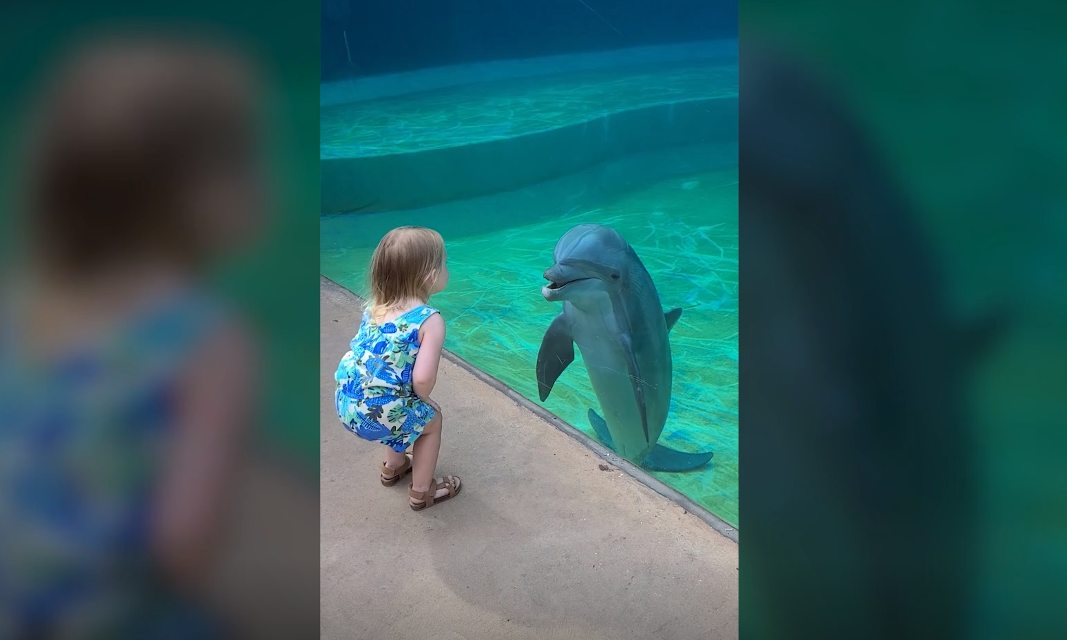 Βίντεο: Ο «διάλογος» ενός δελφινιού με κοριτσάκι σε ενυδρείο στις ΗΠΑ