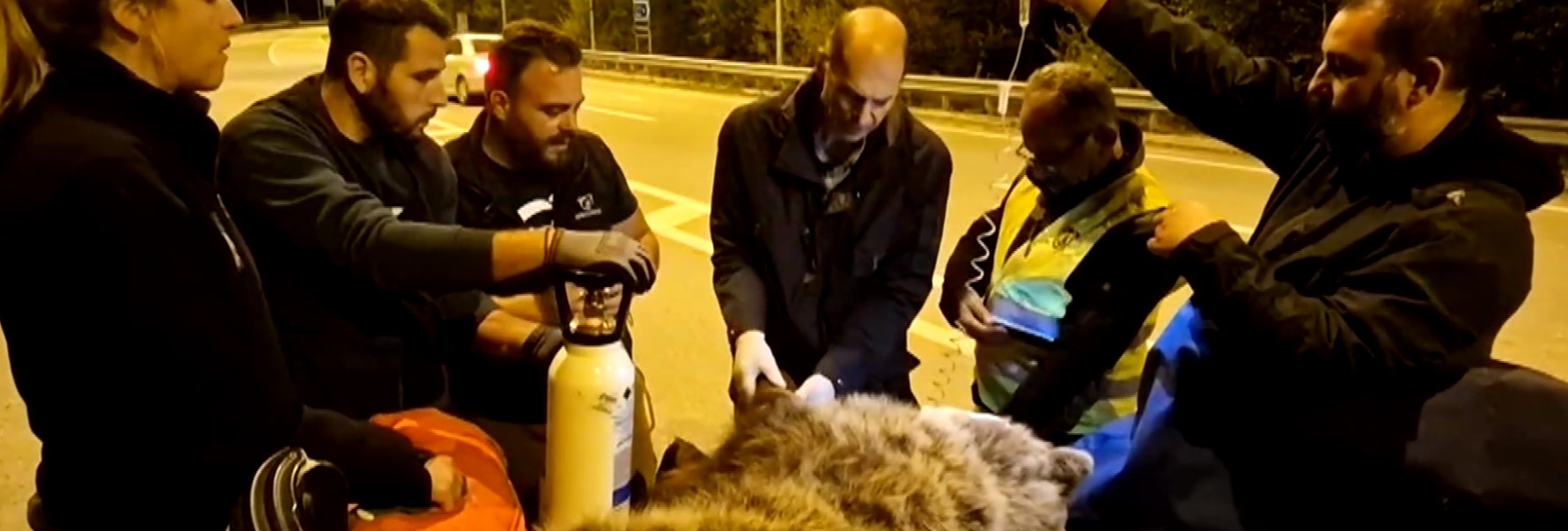 Κοζάνη: Επιχείρηση διάσωσης αρκούδας που έπεσε θύμα τροχαίου