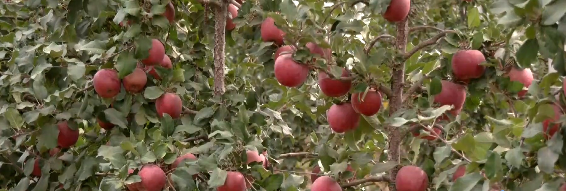 Πύργοι Εορδαίας: Μειωμένη κατά 50% η παραγωγή μήλων – Ικανοποιητικές οι τιμές