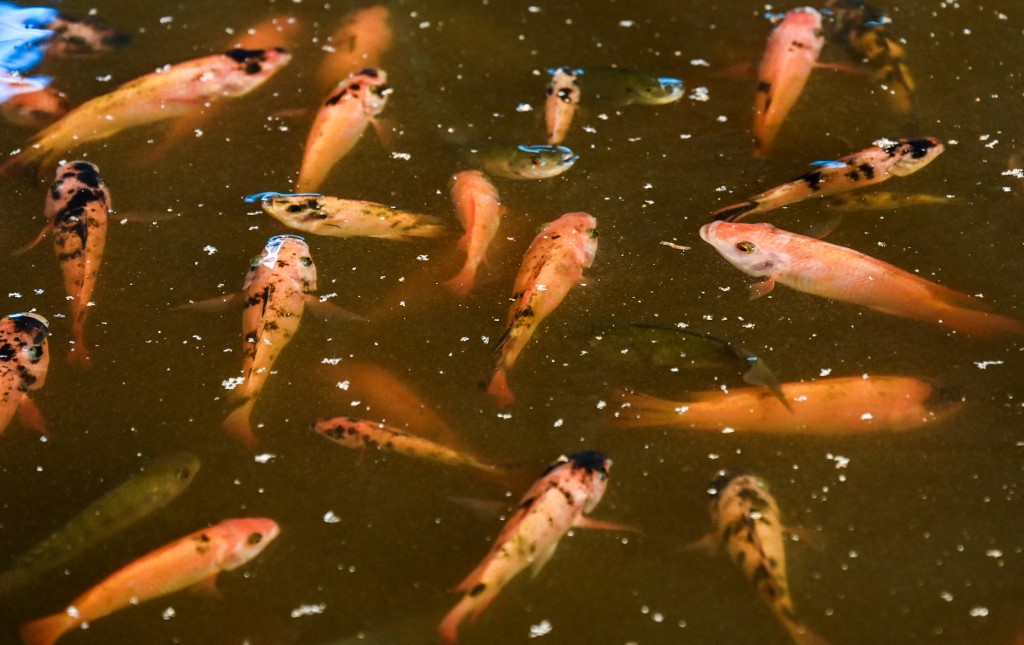 Κούβα: Εκτροφή ψαριών σε λίμνες που φιλτράρονται από φυτά λόγω έλλειψης τροφίμων