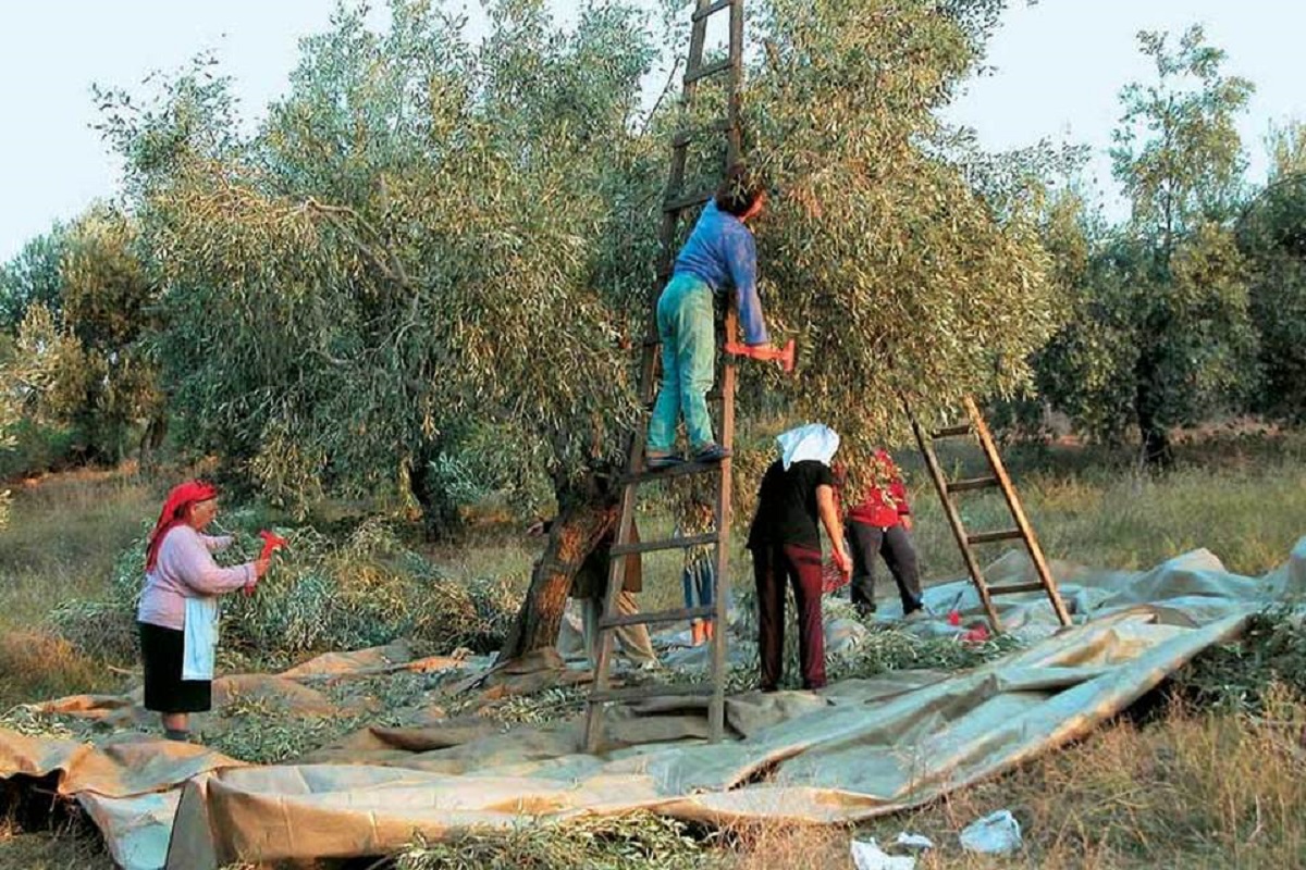 Μ. Χιλετζάκης: Περυσινό λάδι που πουλήθηκε 5 ευρώ το λίτρο το βλέπουμε στο ράφι με 13,25 ευρώ