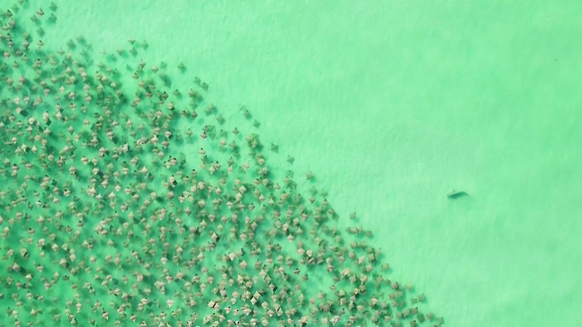 Βίντεο: Καρχαρίας κυνηγά εκατοντάδες σαλάχια στα ανοιχτά των ακτών της Φλόριντα