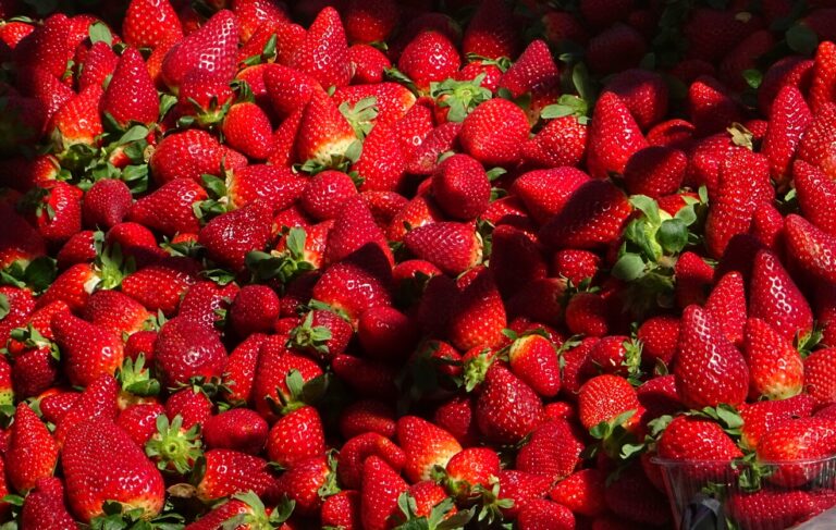Κοζάνη: Καλλιέργεια ορεινής φράουλας που αντέχει στο κρύο