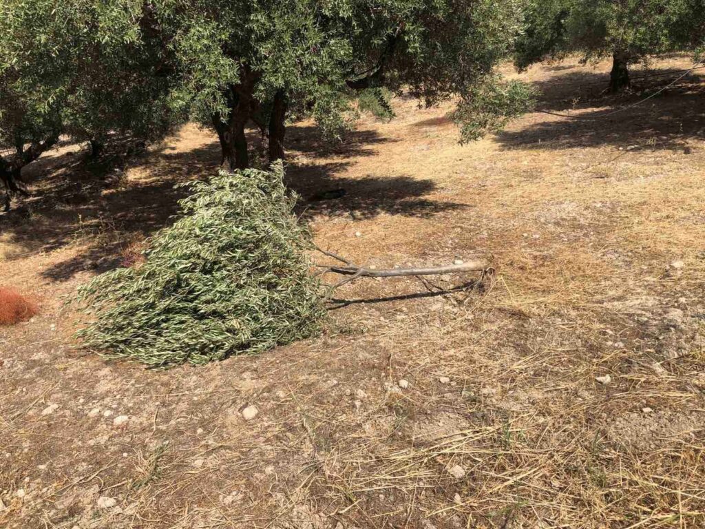 Ανεξέλεγκτες διαστάσεις παίρνει η αδεσποτία σε περιοχές της Κρήτης (φωτογραφίες-ηχητικά)