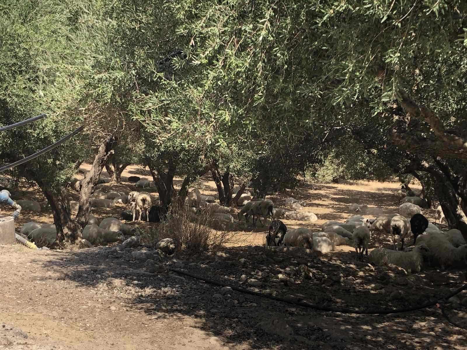 Ανεξέλεγκτες διαστάσεις παίρνει η αδεσποτία σε περιοχές της Κρήτης (φωτογραφίες-ηχητικά)