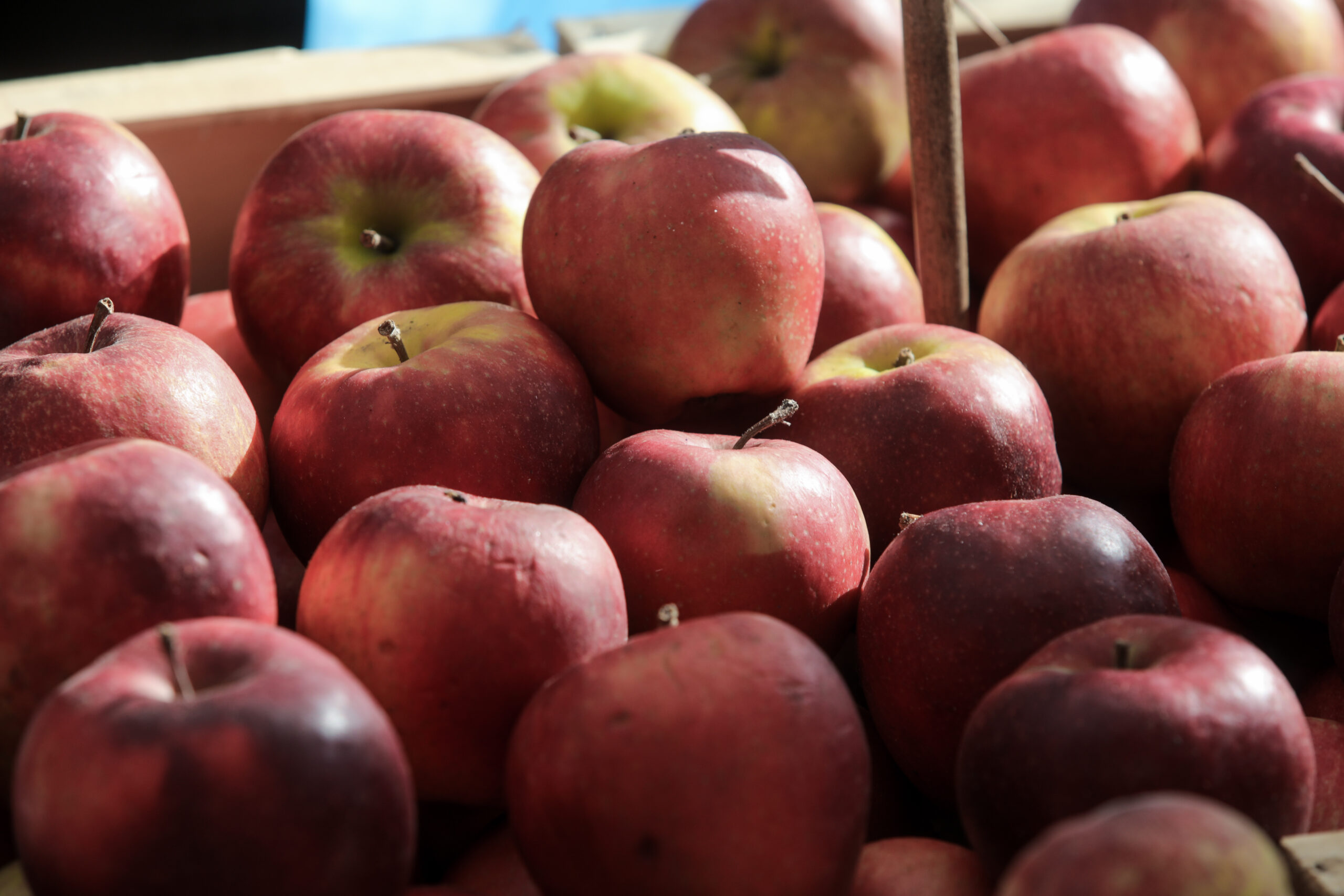 Εμπάργκο και δασμοί φρενάρουν τις εξαγωγές μήλων- «Αιμορραγούν οι μηλοκαλλιεργητές»