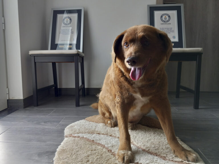 Πέθανε ο Μπόμπι, με ρεκόρ Γκίνες ο γηραιότερος σκύλος στον κόσμο – Είχε φτάσει 31 ετών, ζούσε στην Πορτογαλία