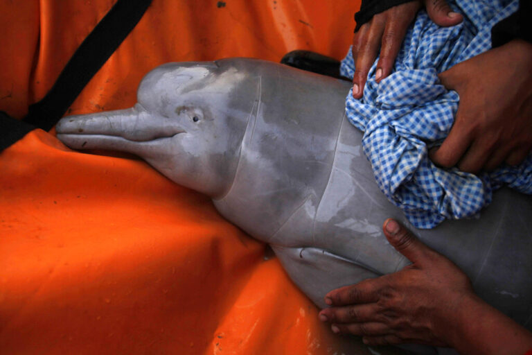 Βραζιλία: Μαζικοί θάνατοι δελφινιών στον Αμαζόνιο – Στους 39 βαθμούς η θερμοκρασία του νερού