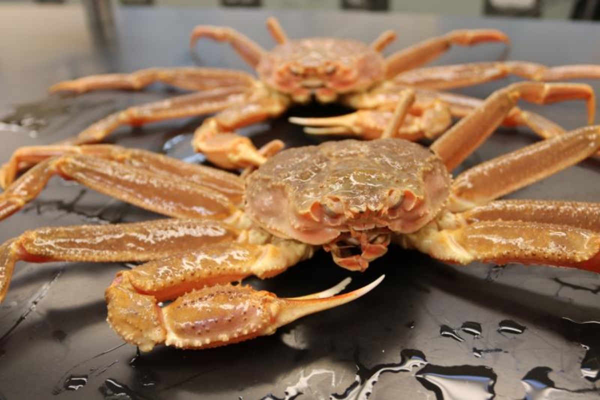 Bering-Sea-snow-crab (1)