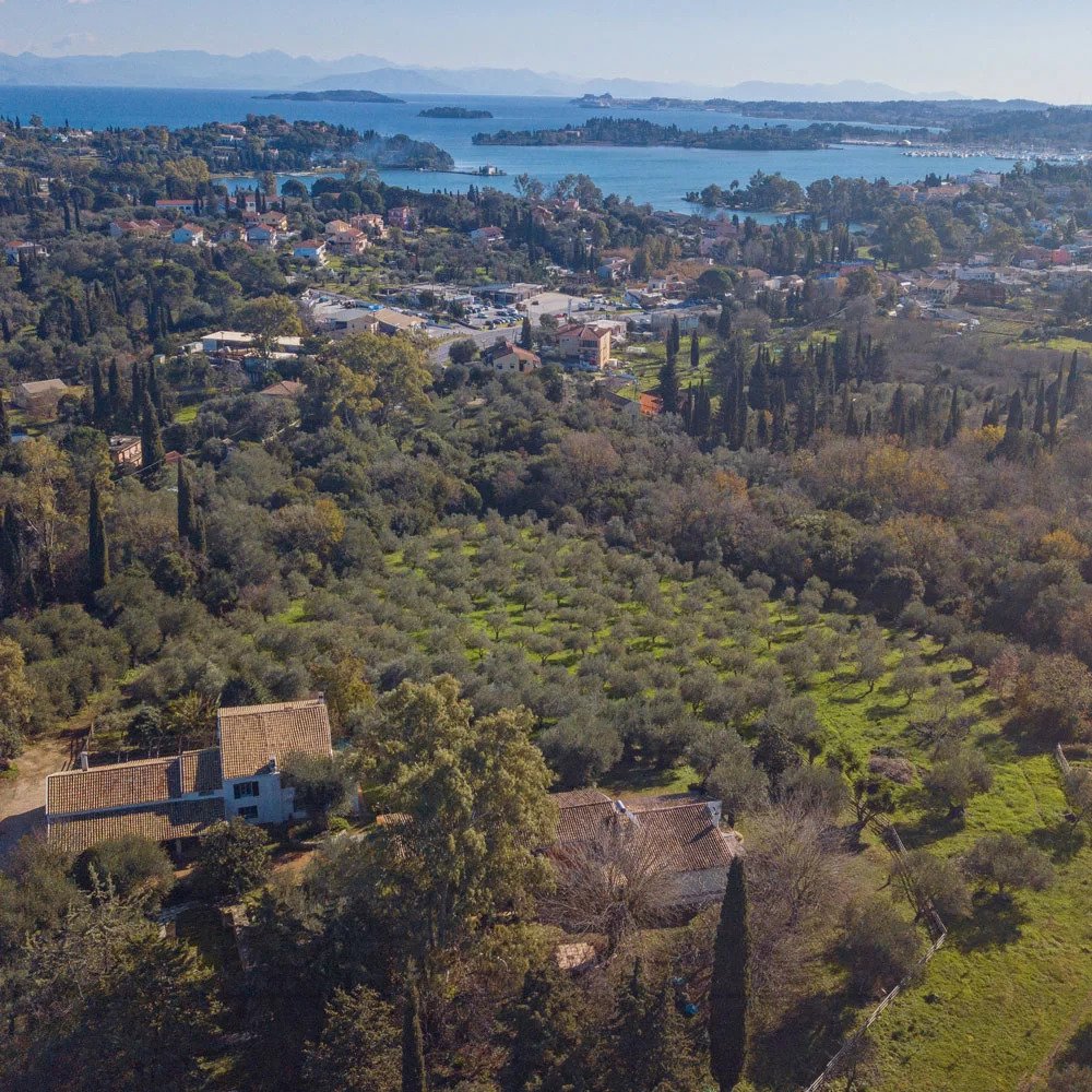 Κέρκυρα: Η μοναδική ποικιλία λαδιού “Λιανέλια”