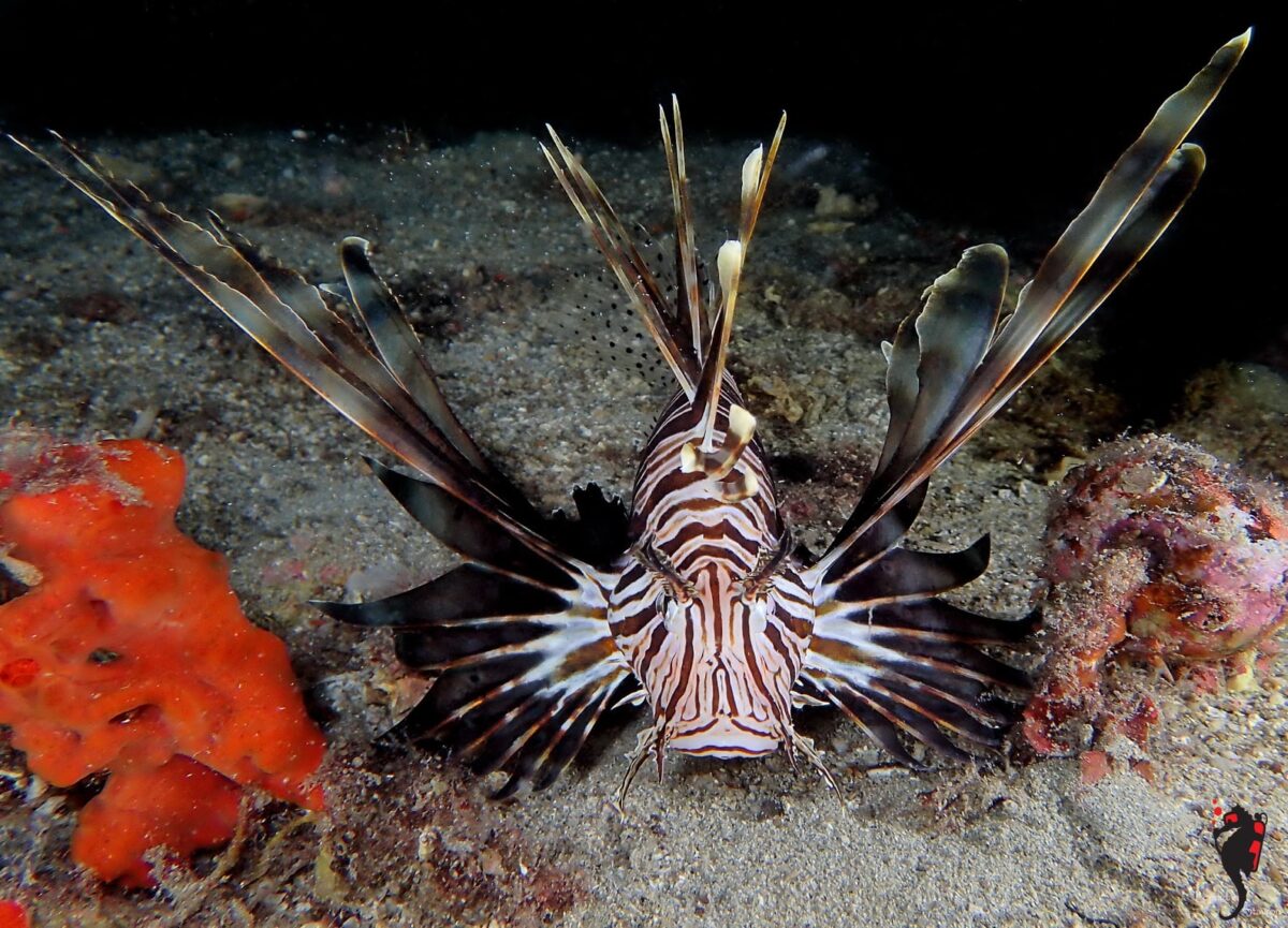 LEONTOPSARO_Pterois miles_Saronikos Aegina_Leonidas Stavrou
