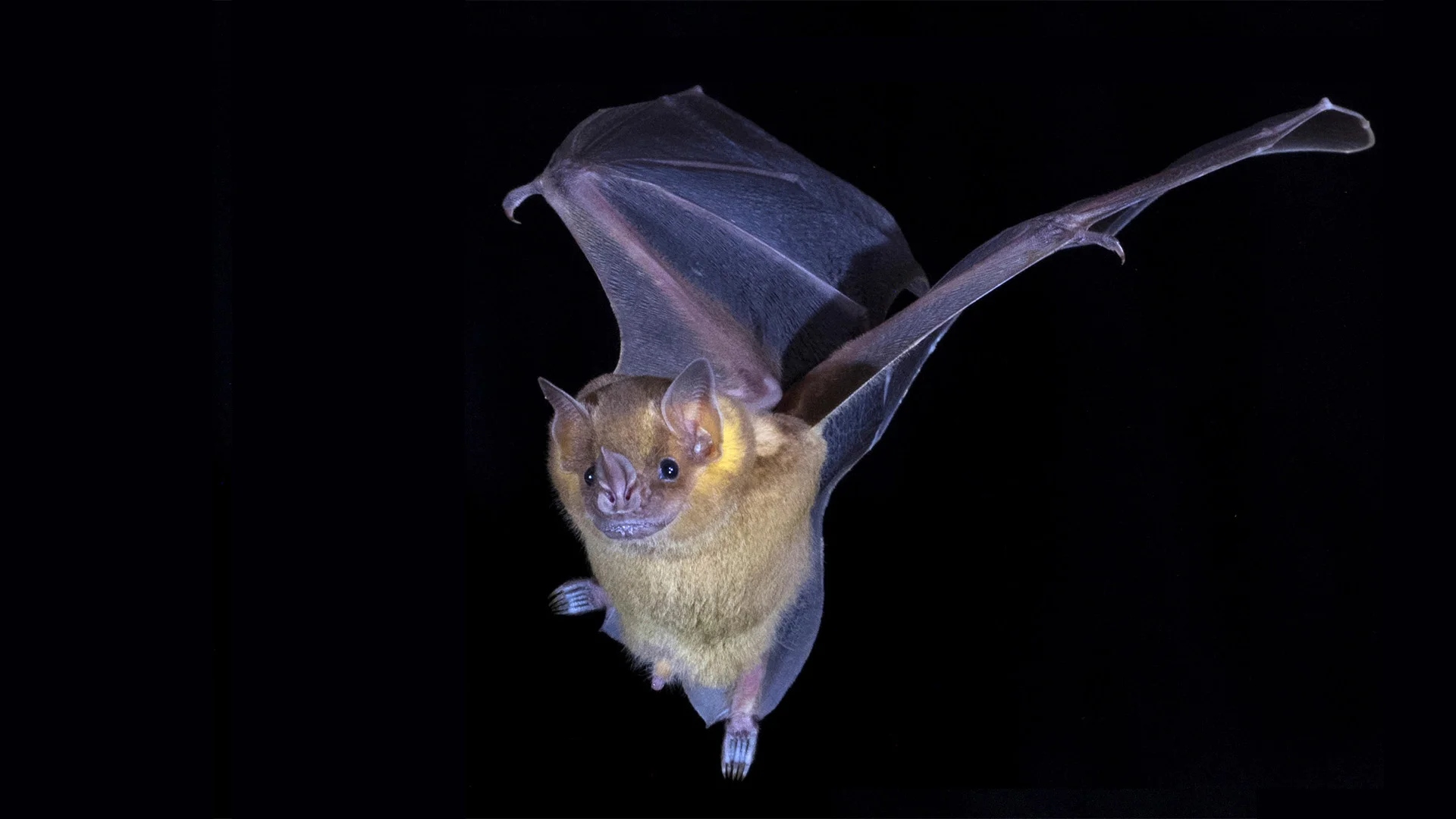 McCombieBats_2_jamaicensis