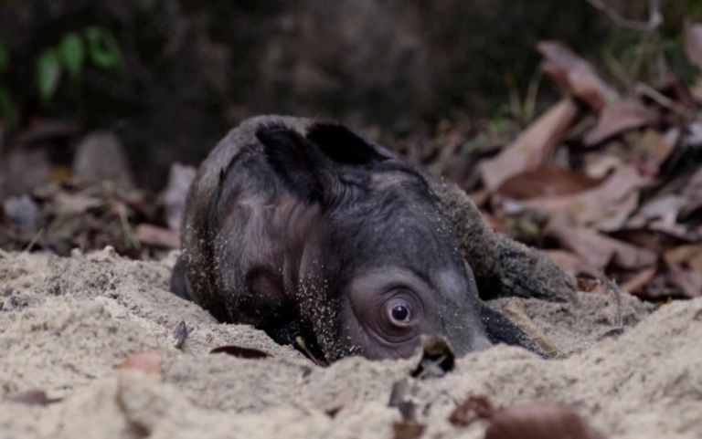 Απειλούμενο είδος ρινόκερου γεννήθηκε στην Ινδονησία (video)