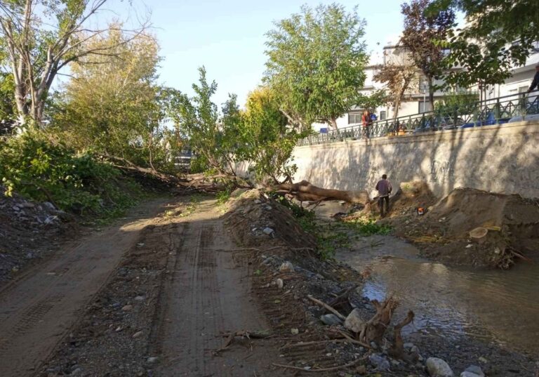 Δημ. Κουρέτας προς Περιφέρεια: “Ακολουθήθηκε η προβλεπόμενη διαδικασία κοπής δένδρων στον Βόλο;”
