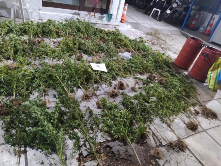 Θεσσαλονίκη: Καλλιεργούσαν 110 δενδρύλλια κάνναβης σε χώρο περιβαλλόμενο από πυκνή βλάστηση