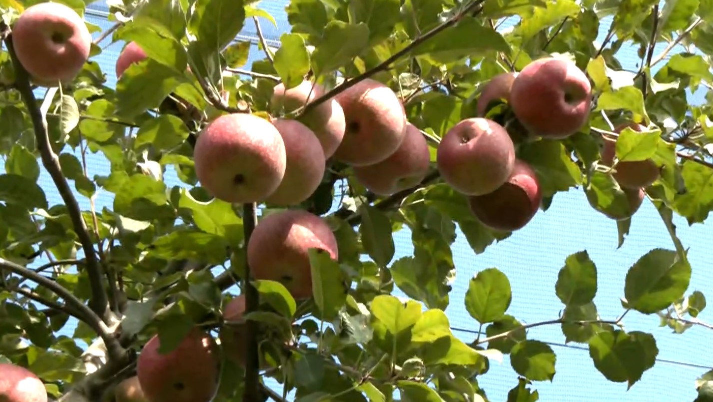 Ξεκίνησε η συγκομιδή των μήλων Νάουσας- Διαφορά τιμής από το χωράφι στο ράφι