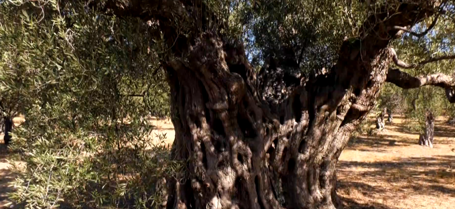 Ο πανάρχαιος ελαιώνας της Μάκρης: Ένας μοναδικός τόπος με δέντρα 2.500 ετών που προκαλεί δέος