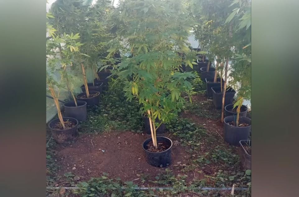 Έφοδος της αστυνομίας σε εργαστήριο καλλιέργειας δενδρυλλίων κάνναβης στην Αίγινα – Βρήκαν φυτεία μέσα σε θερμοκήπιο