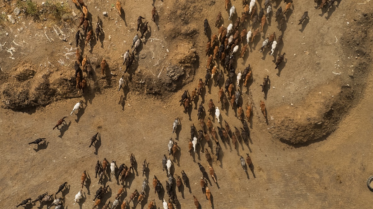Σέρρες: Ο «πατέρας» με τα 1.000 άλογα στα Άνω Πορόια  