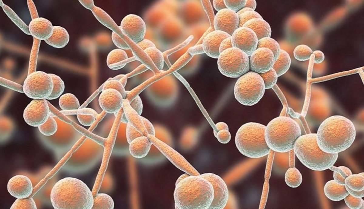atcc-10231-candida-albicans-testleri (1)
