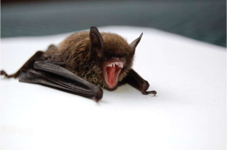 Επιστήμονες εντόπισαν νέο κορονοϊό των νυχτερίδων και τον εξουδετέρωσαν αποτελεσματικά με υπάρχον φάρμακο